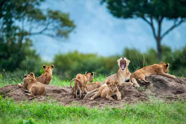 Katavi National Park