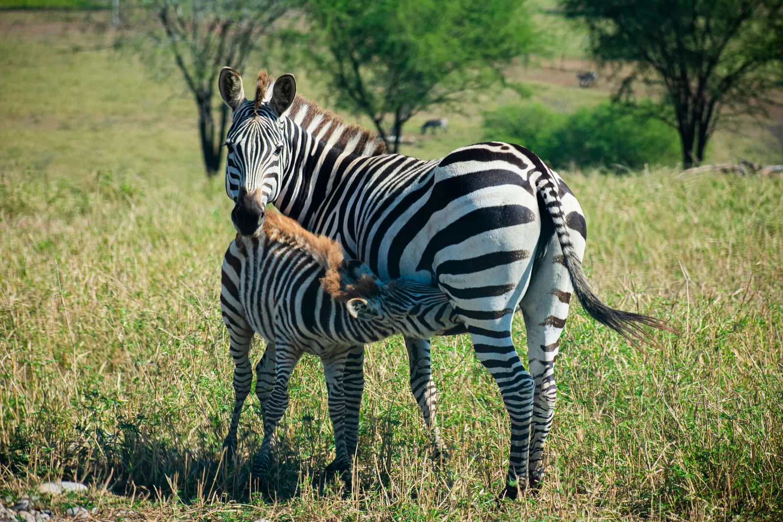 Arusha National Park