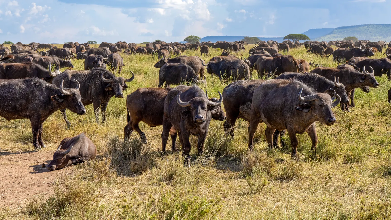1 Day Lake Manyara Wildlife Safari