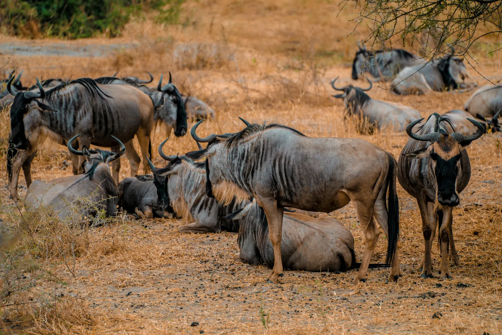 6 Days Best of Northern Tanzania Safari