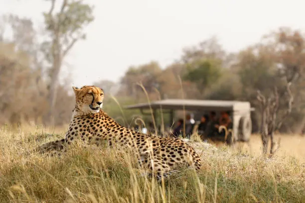 1 Day Serval Wildlife Experience from Moshi