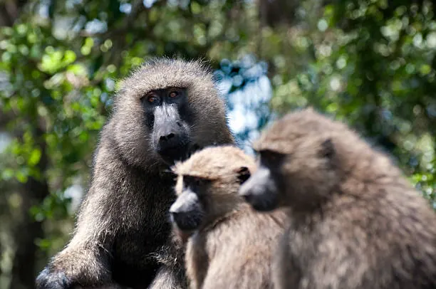Northern Tanzania Safari Circuit Guide