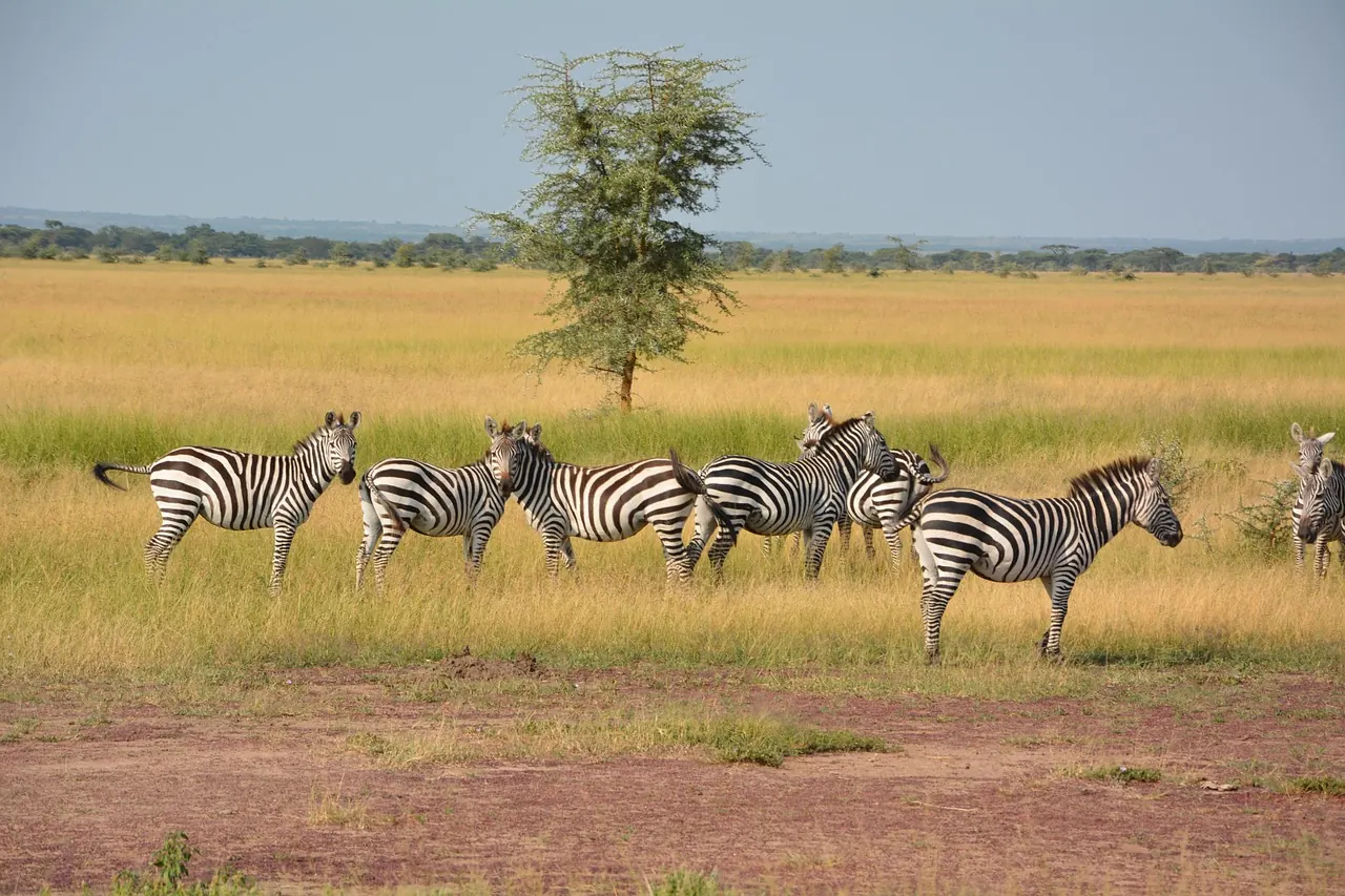Ruaha National Park