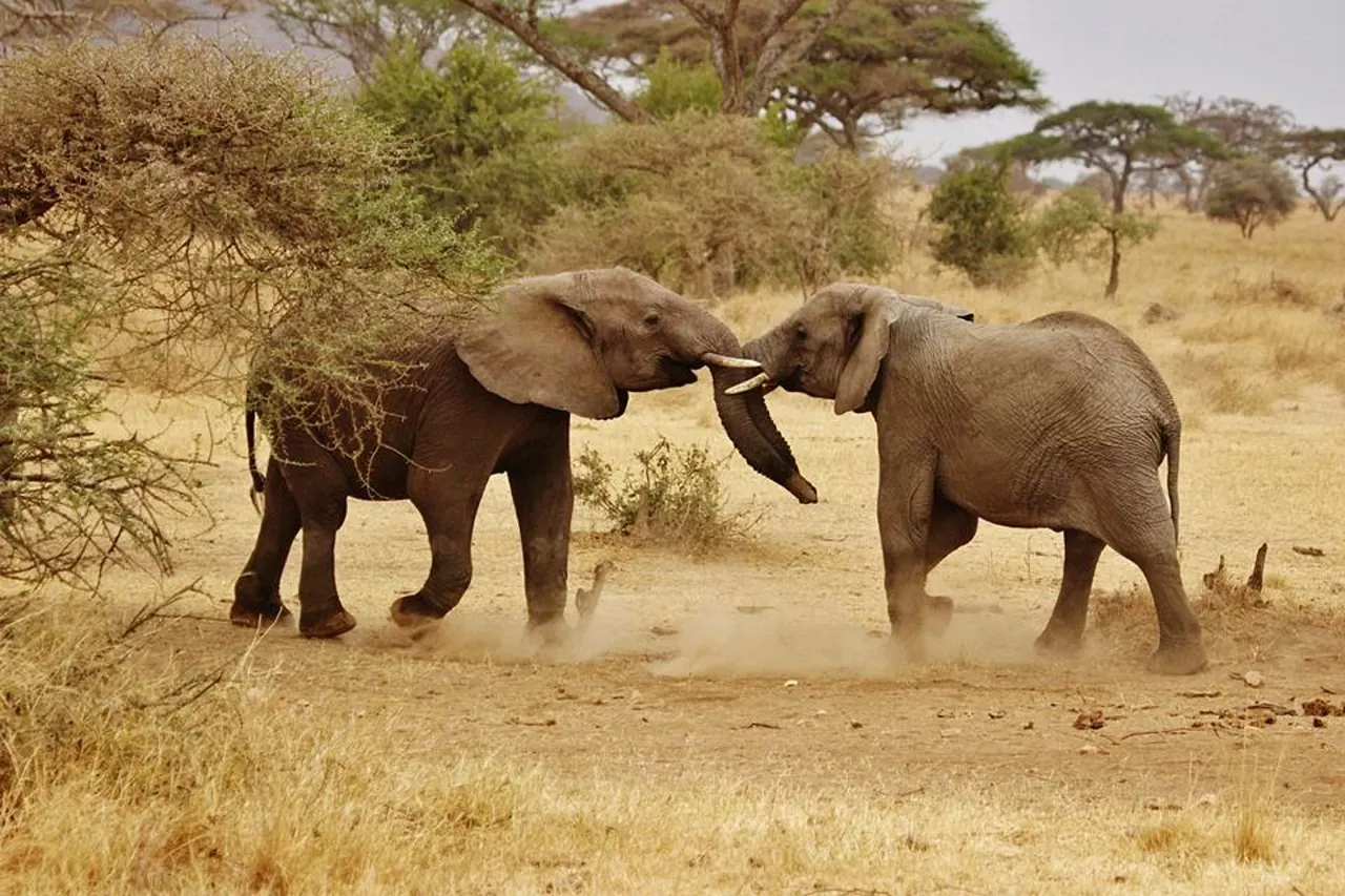 First Tanzania Safari: Complete Planning Guide