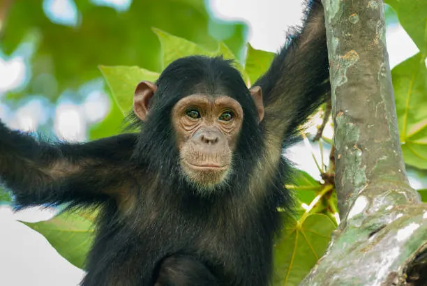 8 Days Tanzania Classic Wildlife Safari