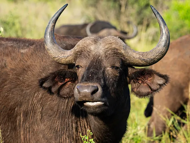 Tanzania Safari Tipping Guide