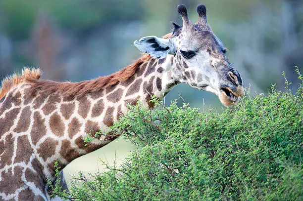 4 Days Nyerere Safari with Boat and Game Drives