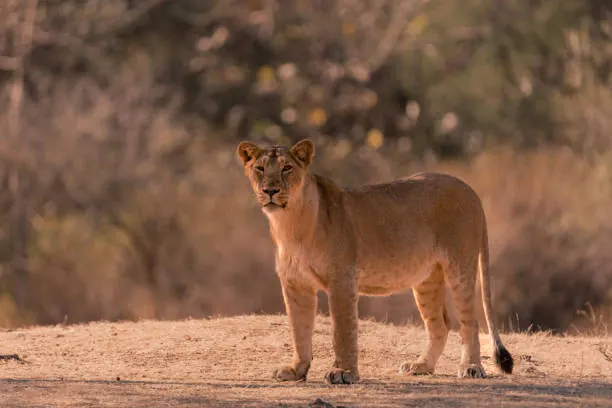 Green Season Safari in Tanzania