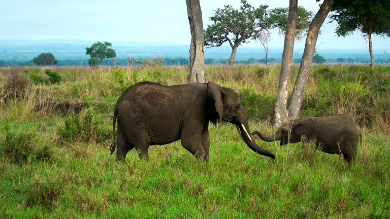 7 Days Ruaha and Nyerere Fly-in Safari
