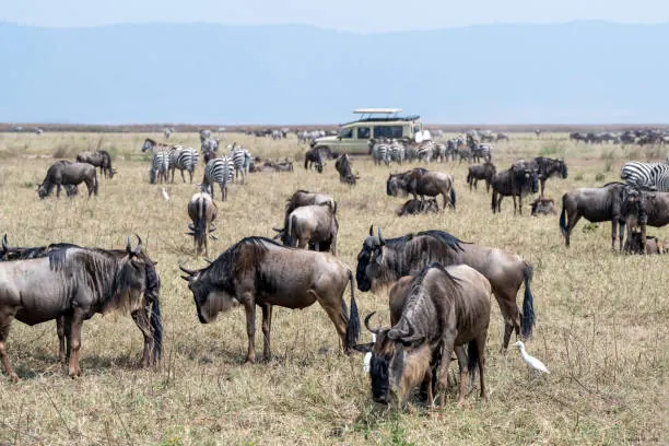 How Many Days Do You Need for a Tanzania Safari?