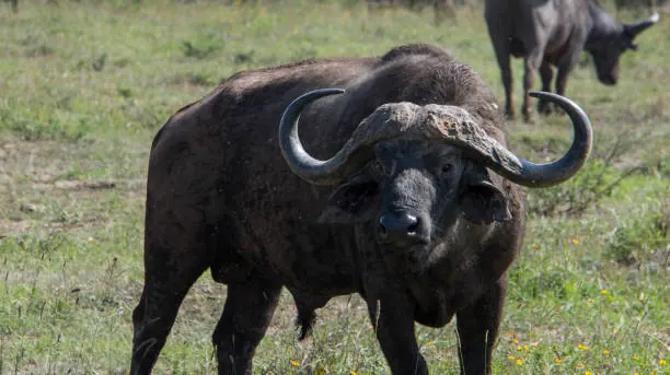 How Much Does a Tanzania Safari Cost?