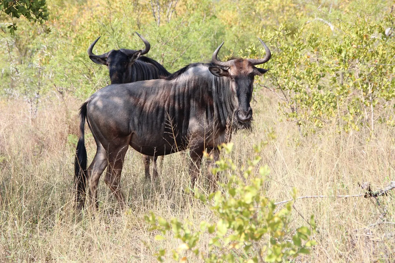 5 Days Serengeti Ngorongoro and Tarangire Classic Safari
