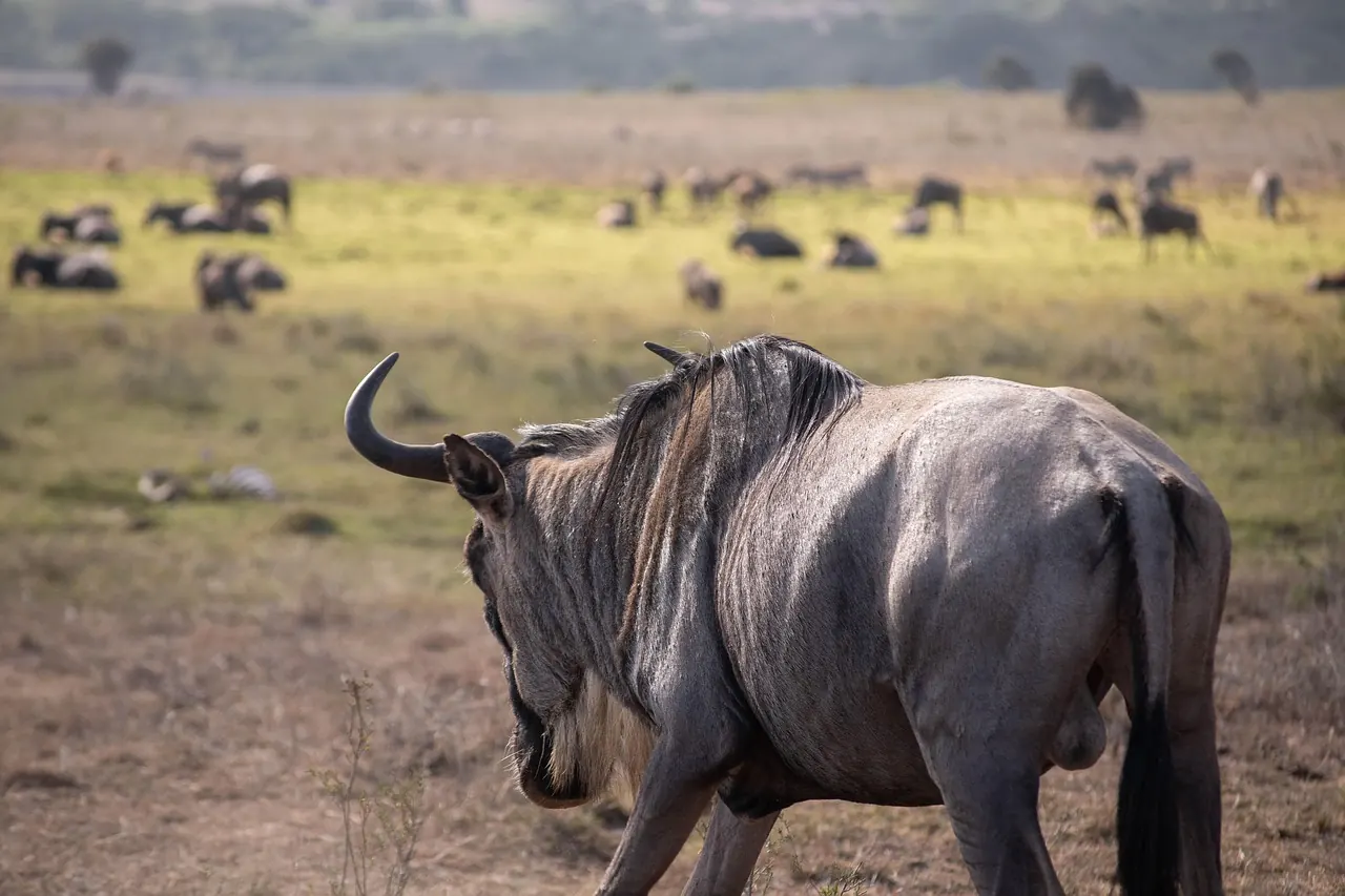 5 Days Tanzania Group Joining Safari