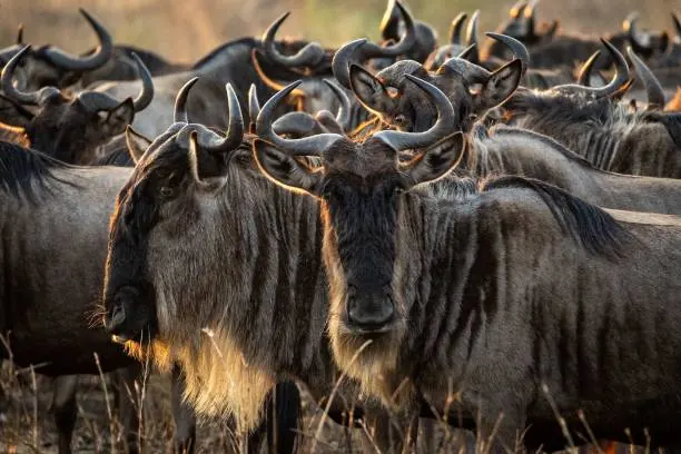 2 Days Tarangire and Ngorongoro Private Safari