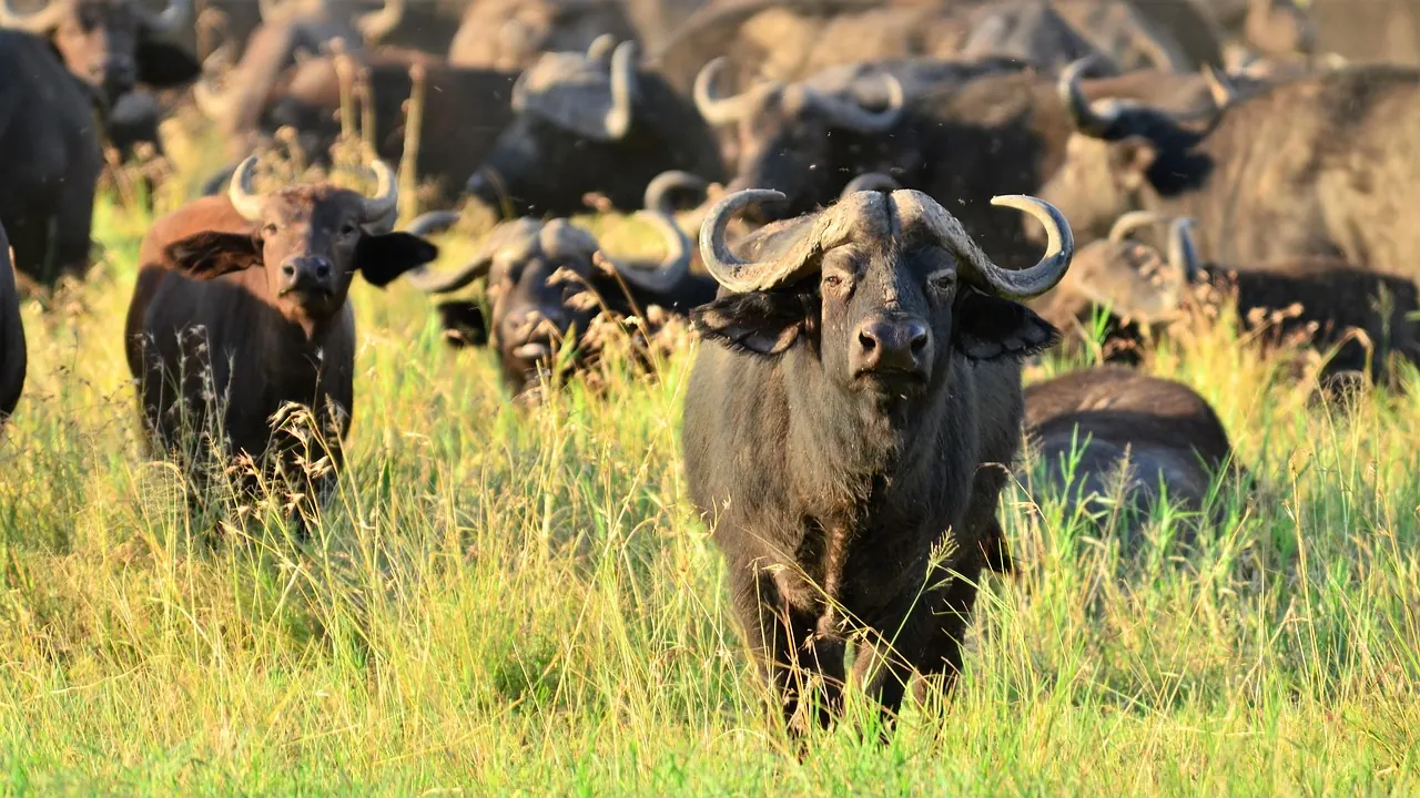 Safari to Zanzibar: Flight and Route Planning