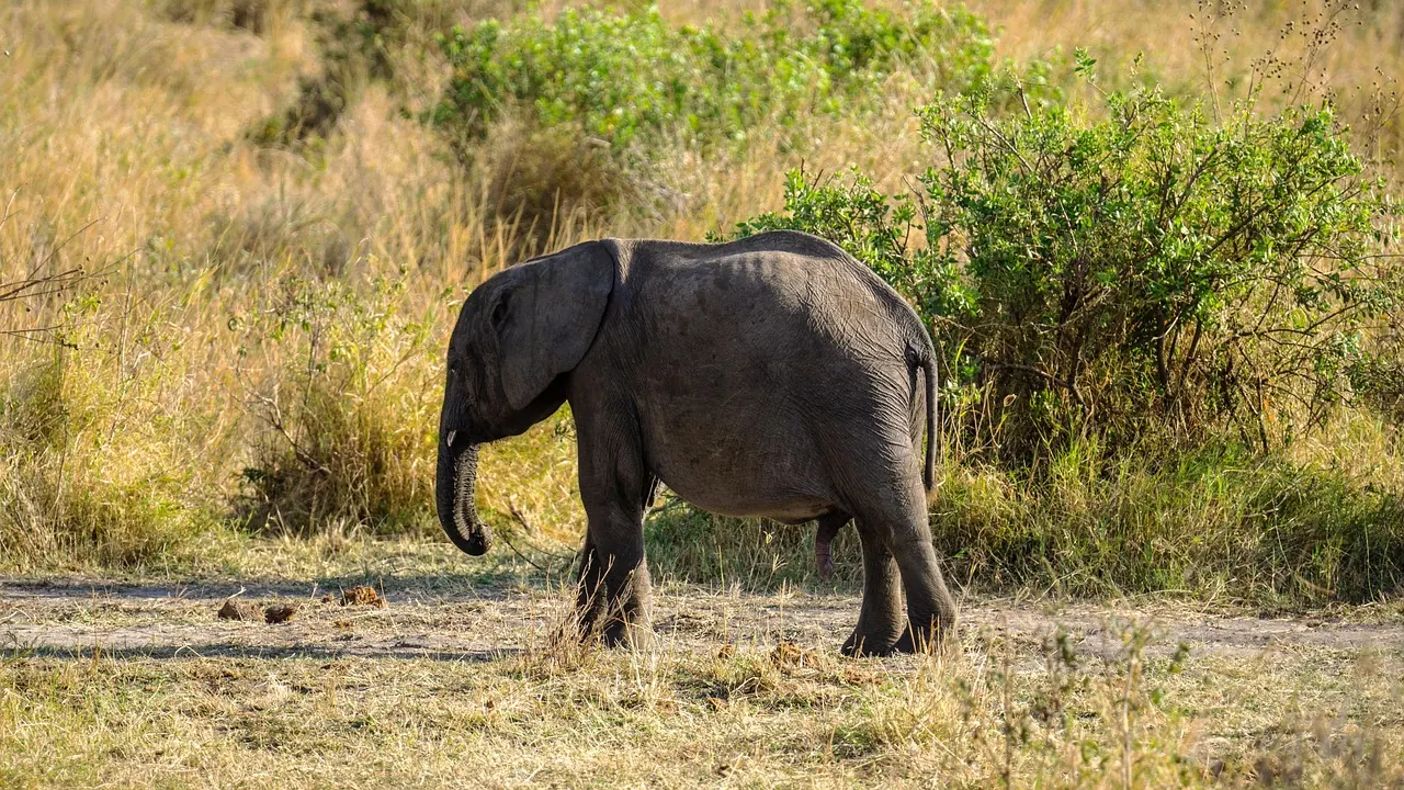 7 Days Senior-friendly Tanzania Safari