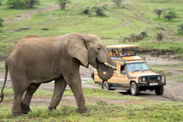 3 Days Nyerere National Park Fly-in Safari