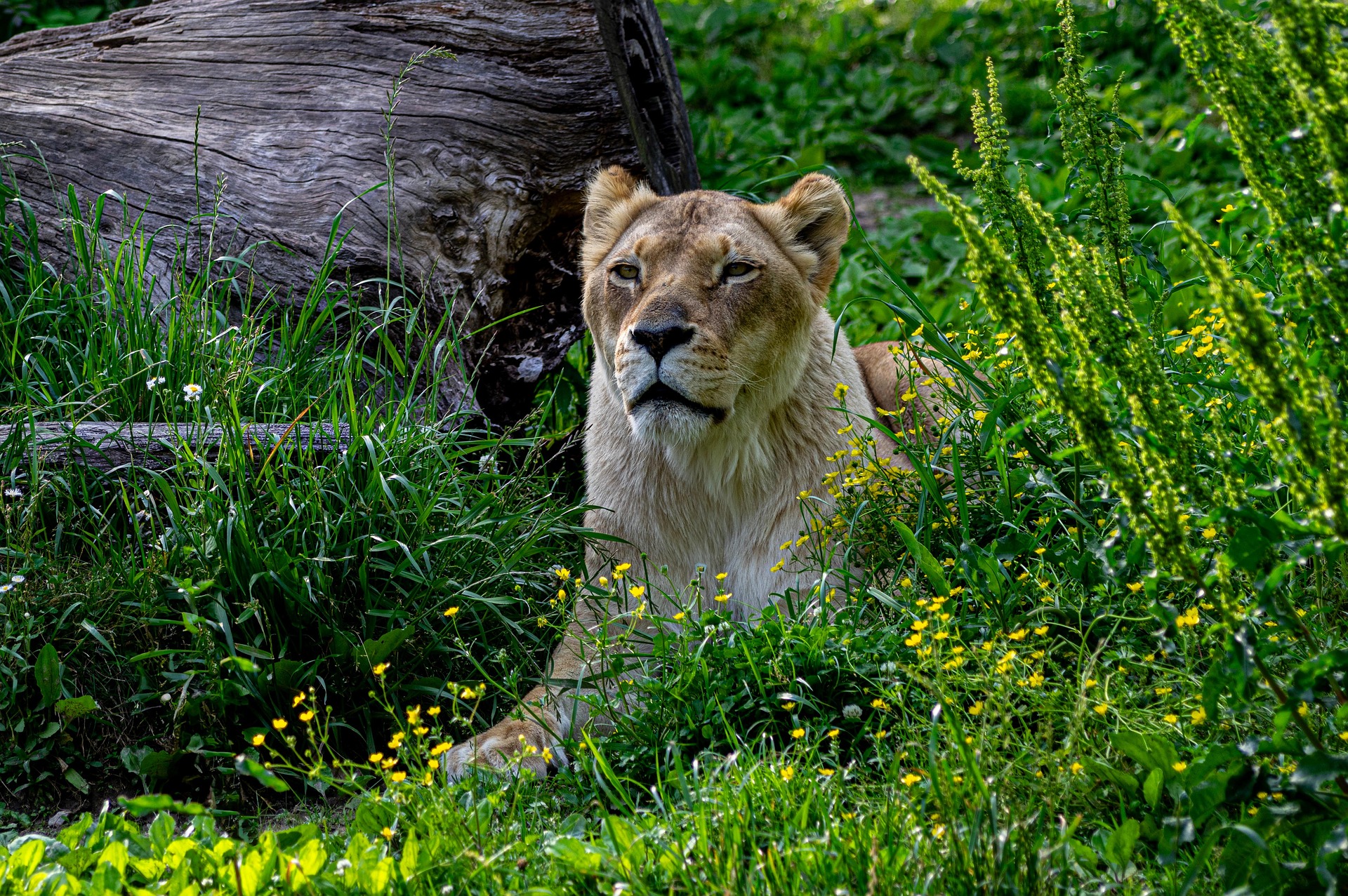 Dream Africa Adventures
