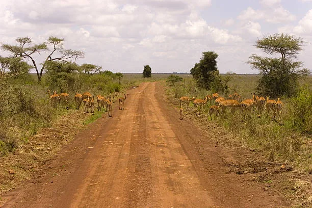 Tanzania Safari Booking Checklist travel guide