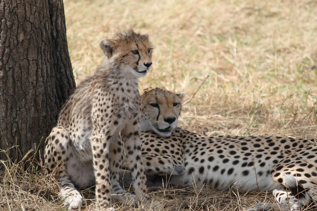 10 Day Tanzania Conservation and Wildlife Safari - Dream Africa Adventures