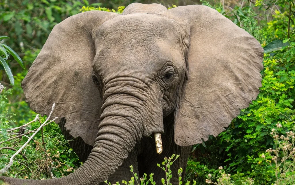 16 Day Grand East Africa Safari - Dream Africa Adventures