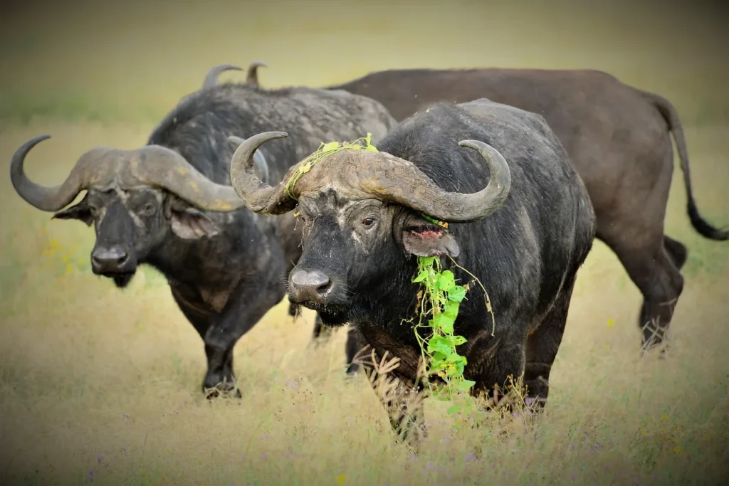 4 Day Northern Tanzania Safari - Dream Africa Adventures