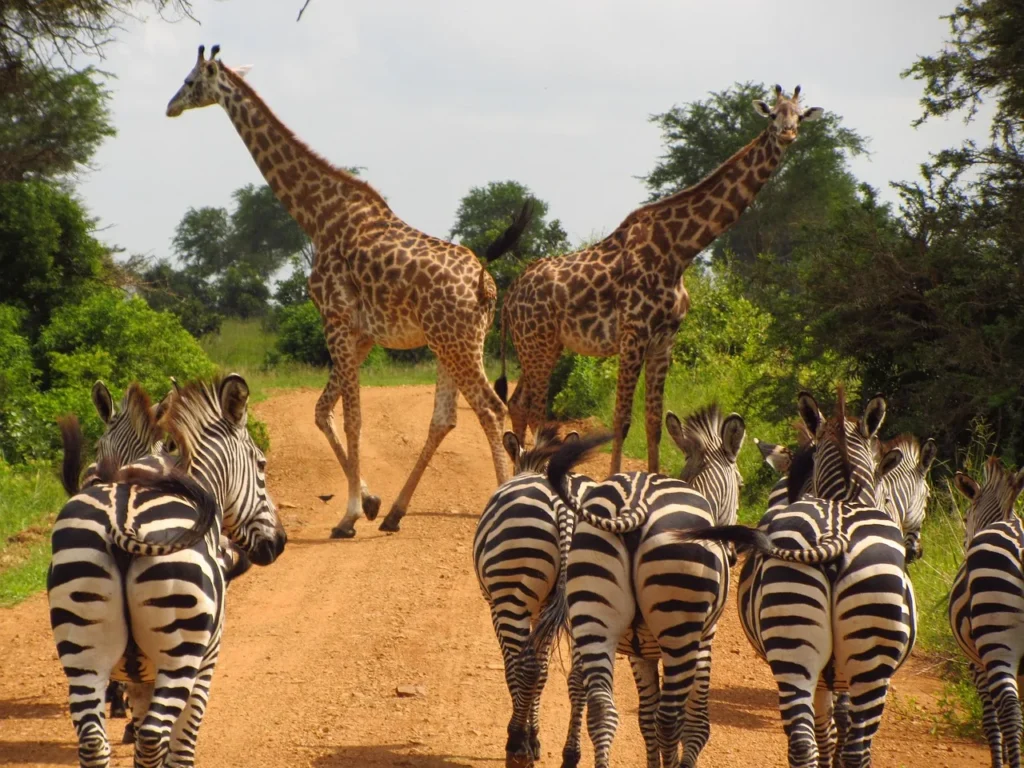 5 Day Midrange Tanzania Safari - Dream Africa Adventures