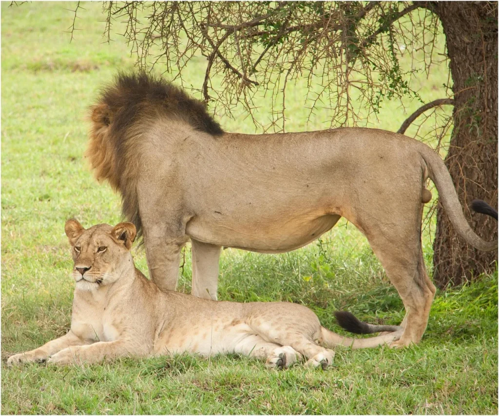 6 Day Lodge Tanzania Safari - Dream Africa Adventures