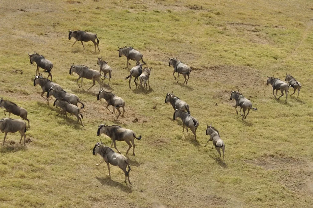 6 Day Luxury Migration Safari - Dream Africa Adventures