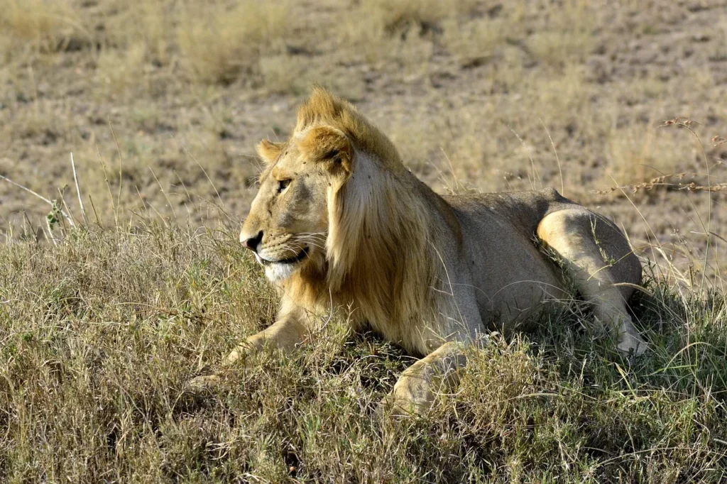 7 Day Luxury Honeymoon Safari - Dream Africa Adventures