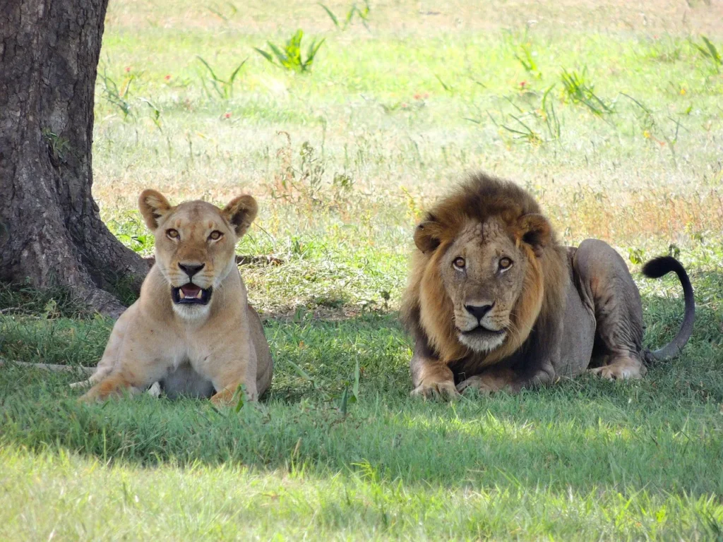 8 Day Luxury Family Safari - Dream Africa Adventures