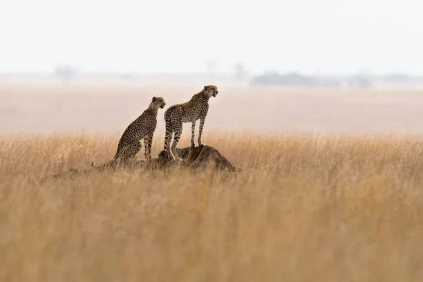 Ngorongoro Crater Private Day Trip - Dream Africa Adventures